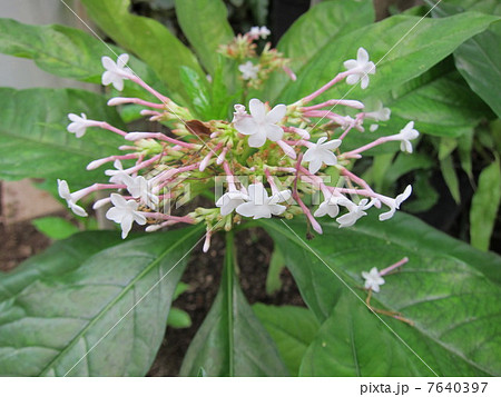 インドジャボク インドジャボク 7640397