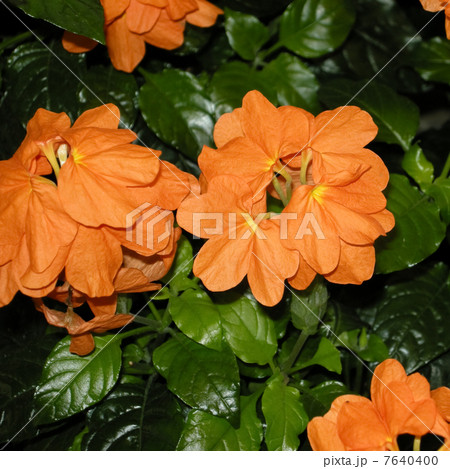 クロサンドラ 7640400