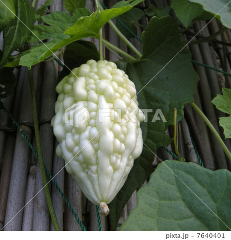 白ゴーヤ 7640401