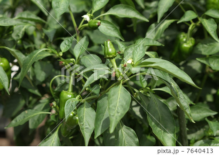 ピーマン 7640413