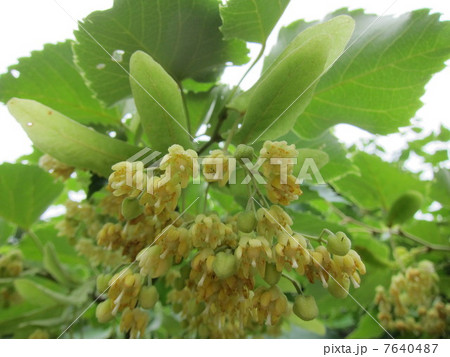 リンデンフラワー 7640487