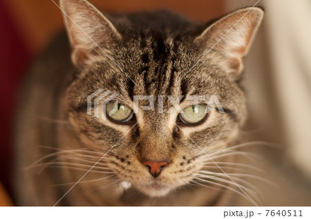 Cat Look 7640511
