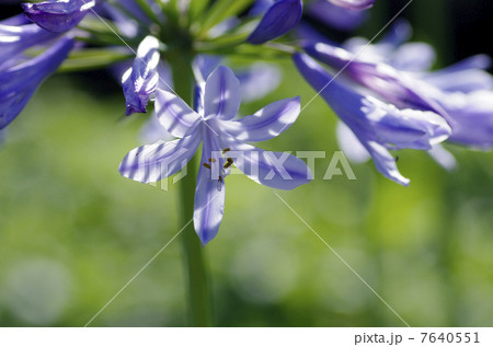 アガパンサス アガパンサス 7640551