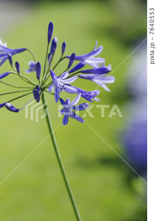 アガパンサス アガパンサス 7640553