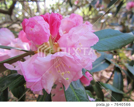 アマギシャクナゲ 7640566
