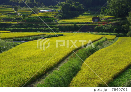 明日香村の棚田 7640701
