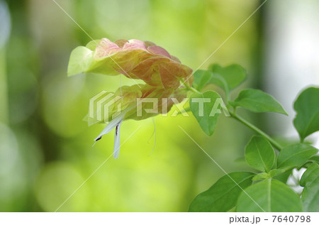 コエビソウ コエビソウ 7640798