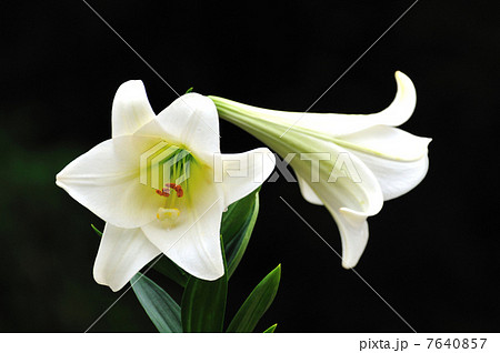 エラブユリ エラブユリ 7640857
