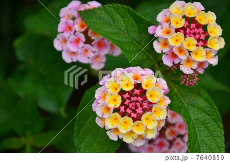 ランタナ(2013.6) ランタナ(2013.6) 7640859