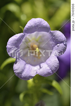 カンパニュラ（釣鐘草） 7640906