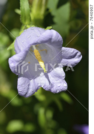 カンパニュラ(釣鐘草) カンパニュラ(釣鐘草) 7640907