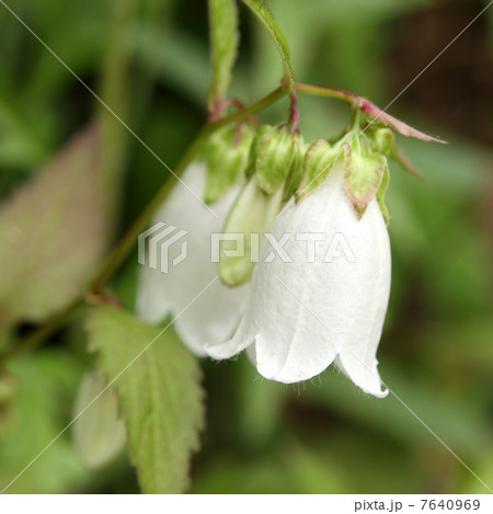 ホタルブクロ 7640969