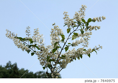 ウツギ ウツギ 7640975