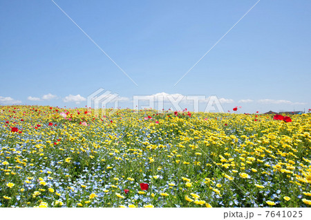 花の丘 7641025