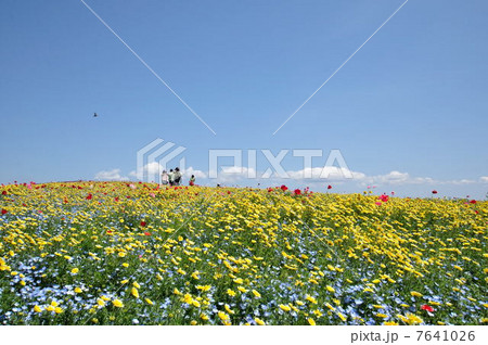 花を愛でる丘 7641026