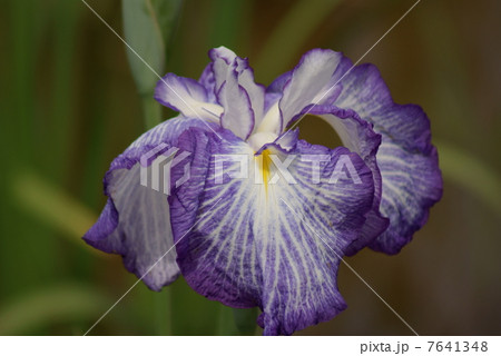 花菖蒲　伊勢舞子　いせまいこ 7641348