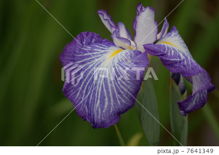 花菖蒲　伊勢舞子　いせまいこ 7641349
