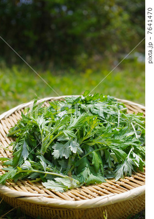 春のヨモギ摘み 春のヨモギ摘み 7641470