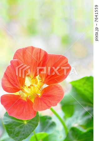 ナスタチウム 7641559