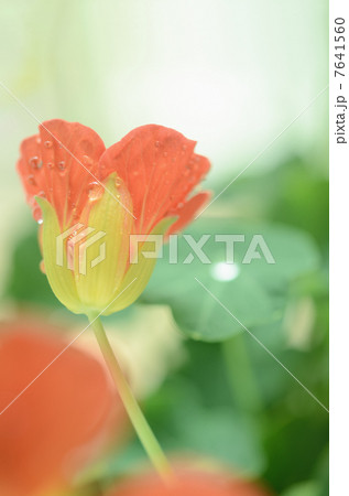 ナスタチウム ナスタチウム 7641560