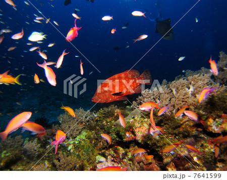 アザハタと熱帯魚の群れ アザハタと熱帯魚の群れ 7641599