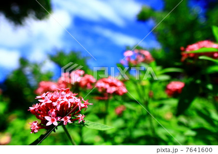 シモツケの花 シモツケの花 7641600