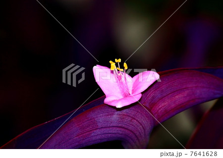 ムラサキゴテンの花 ムラサキゴテンの花 7641628