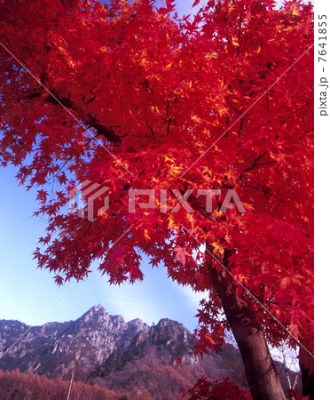 紅葉のみずがき山自然公園 7641855