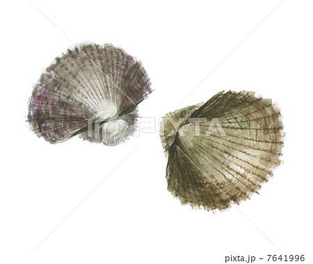 赤貝 7641996