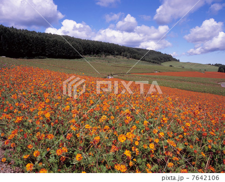 太陽の丘 7642106