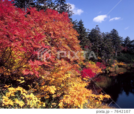 紅葉の大雪高原沼 7642107