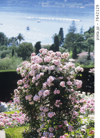 ロスチャイルド邸のバラ園 7642129
