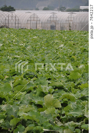 ゴボウ畑 7642217