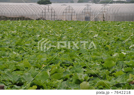 ゴボウ畑 7642218