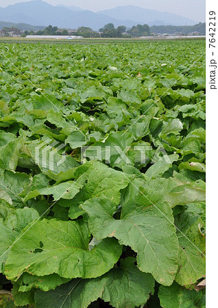 ゴボウ畑 7642219