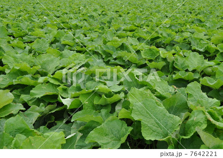 ゴボウ畑 ゴボウ畑 7642221