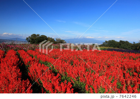 高崎鼻高展望花の丘のサルビアと赤城山 7642246