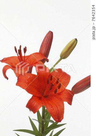 植物、花、百合、 植物、花、百合、 7642354