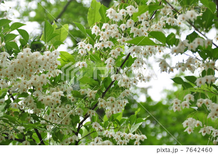 エゴノキの花 7642460