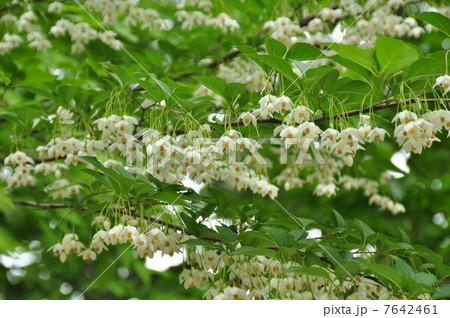 エゴノキの花 エゴノキの花 7642461