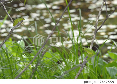 モリアオガエル モリアオガエル 7642559