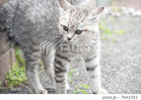 子猫 子猫 7642591