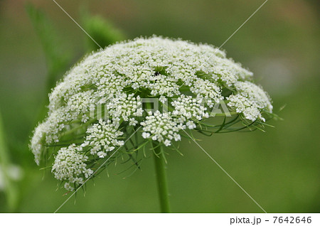 人参の花 人参の花 7642646