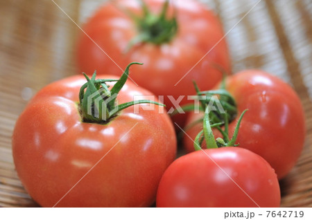 真っ赤に熟れた採れたてトマト　家庭菜園 7642719
