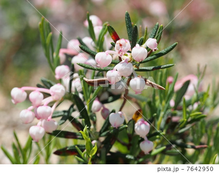 ヒメシャクナゲの花 ヒメシャクナゲの花 7642950