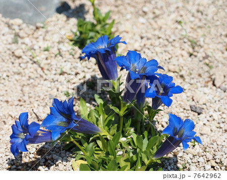 チャボリンドウの花の写真素材 チャボリンドウの花の写真素材