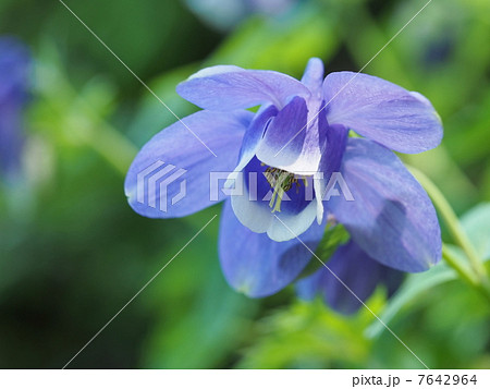 セイヨウオダマキの花 セイヨウオダマキの花 7642964