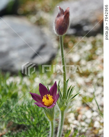 セイヨウオキナグサの花 7642966