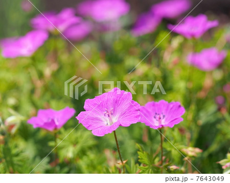 アケボノフウロの花 アケボノフウロの花 7643049