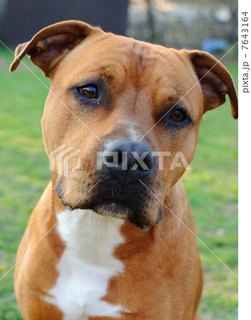 Brown Staffordshire terrier 7643164